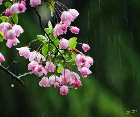 赵忠州雨中赏海棠
