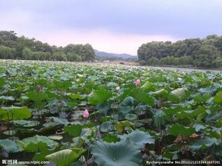 点绛唇·莫问重阳